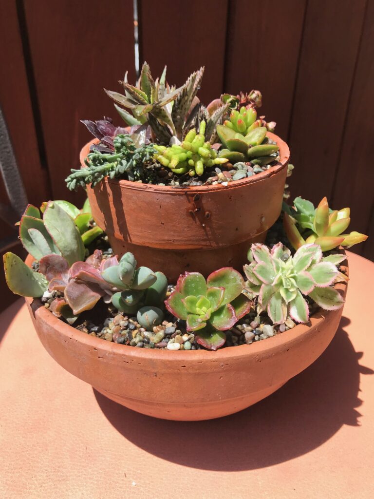 succulents