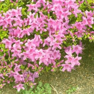 Korean Azalea
