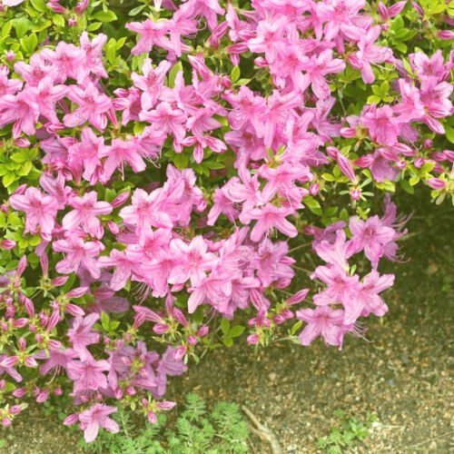 Korean Azalea