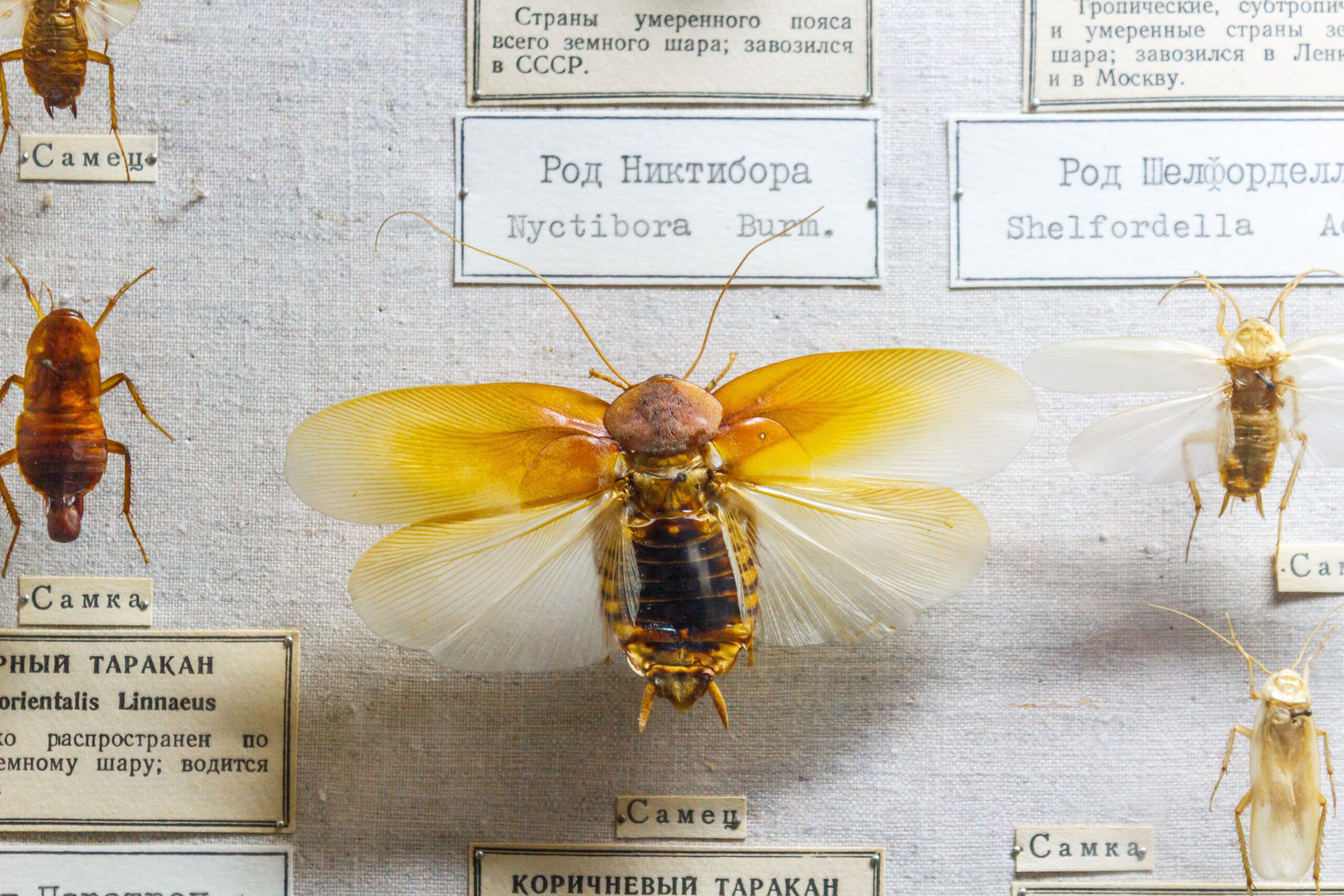 Entomology Advanced Training