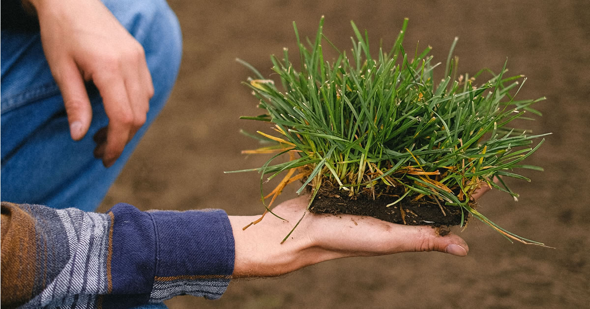 2026 Turfgrass and Landscape Field Day pic from pixels - Anna Shvets