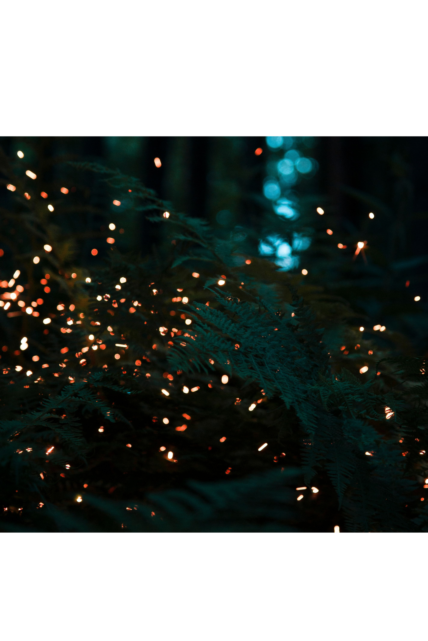 Attracting Fireflies
