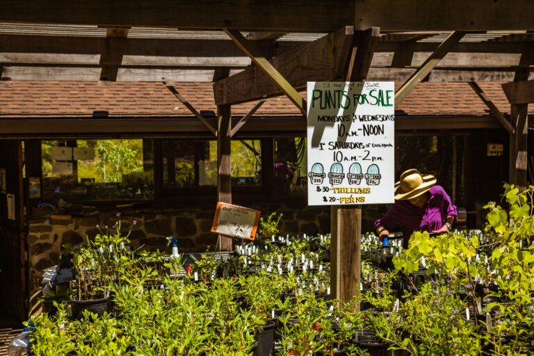 SFA Plant Sale - Pexels robertkso