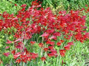 Oxblood Lilies