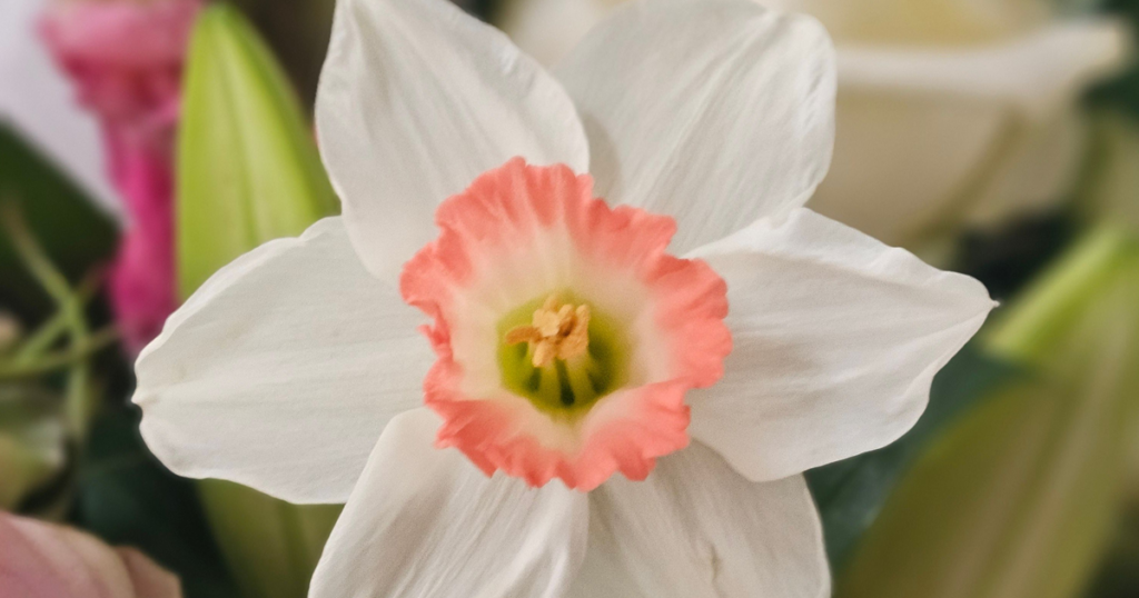 Daffodil Pink Charm - pexel amrik kaur