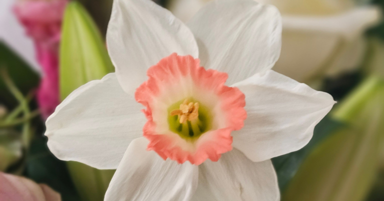 Daffodil Pink Charm - pexel amrik kaur