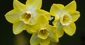 Jonquil Pipit - pexel - lightblick
