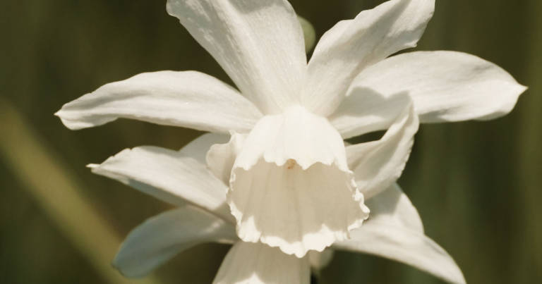 Daffodil Thalia - pexel - mehmet