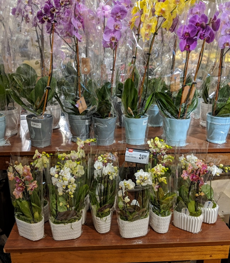 How to Care for Orchids: Simple Tips to Make Them Bloom