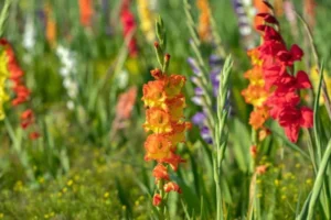 August in bloom