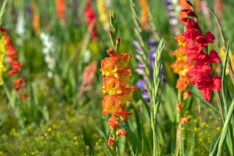 August in bloom
