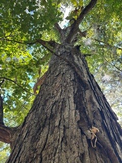 Great White Oak