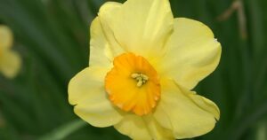 Jonquil Kedron