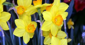 Daffodil Ceylon