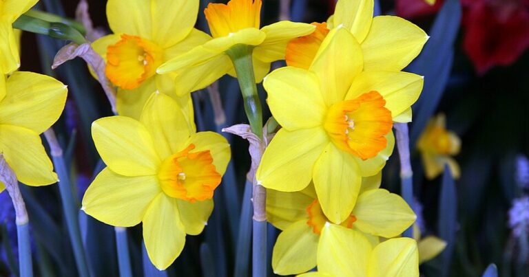 Daffodil Ceylon