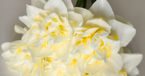Erlicheer Daffodil - pexel irene-asthetik