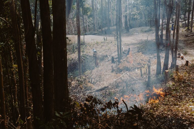 Prescribed burn program image by cottonbro with pexels