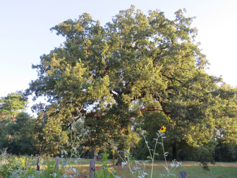 Native Post Oak