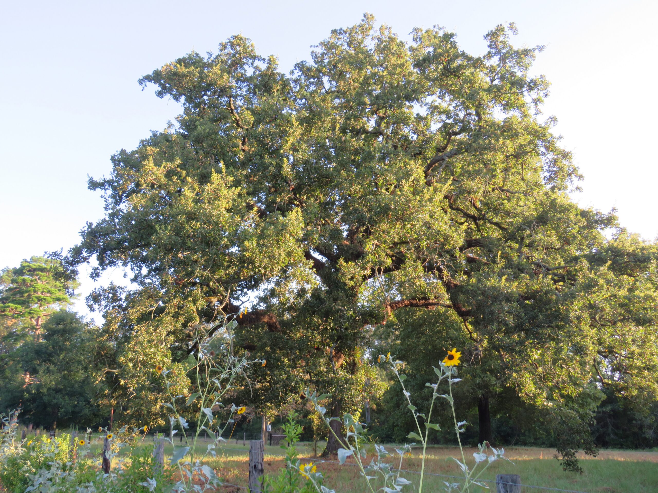 Native Post Oak