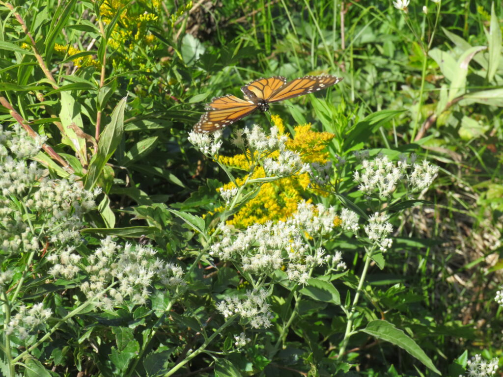 Fall Monarch Migration
