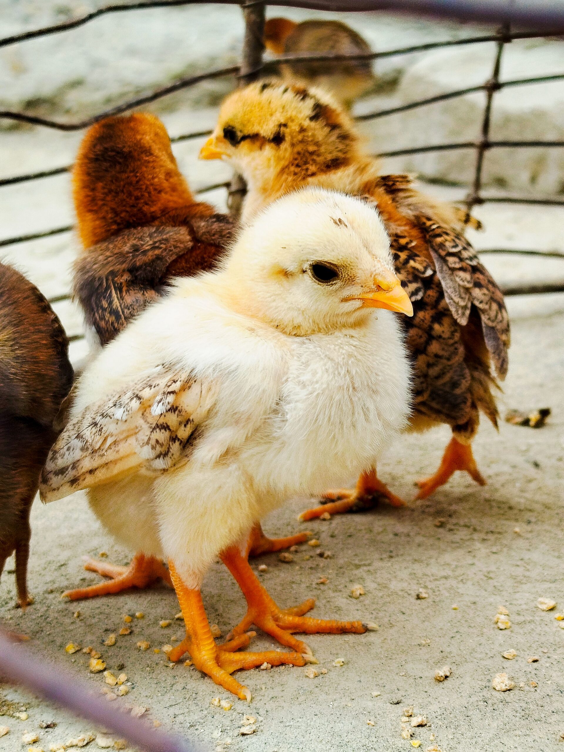chicks