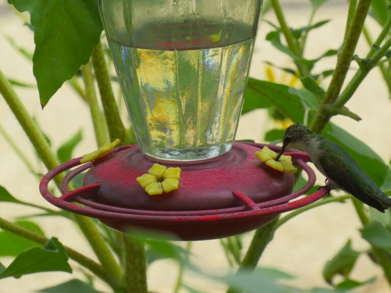 Hummingbirds