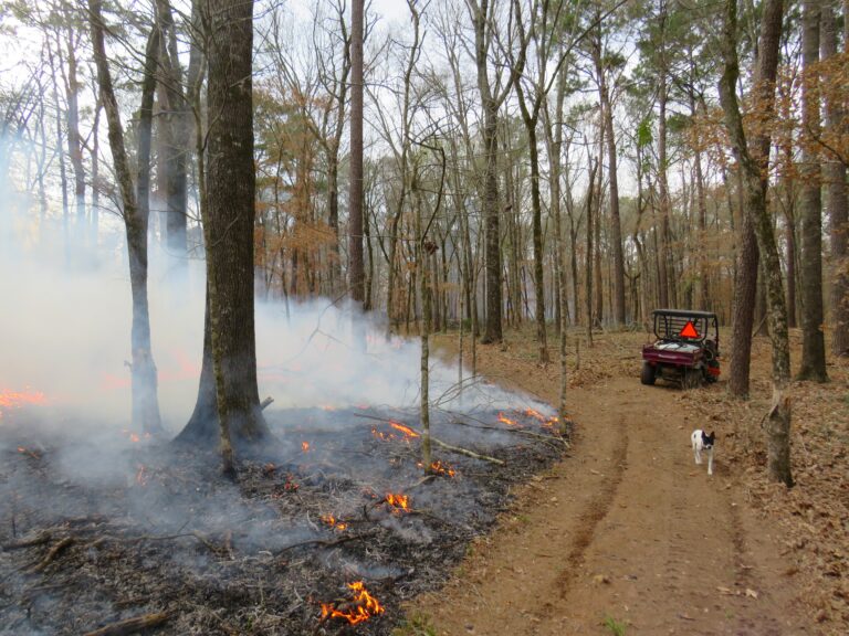 Prescribed Fire Event