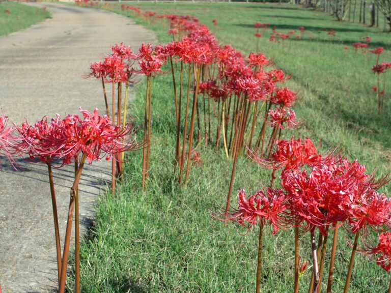 Red Spider Lilies