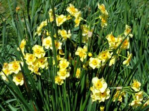 Golden Dawn