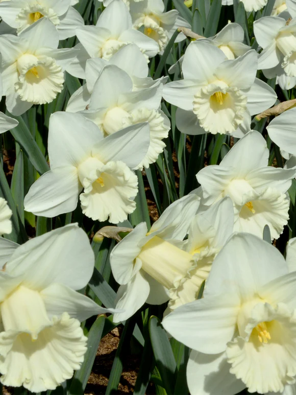 Mount Hood Daffodil