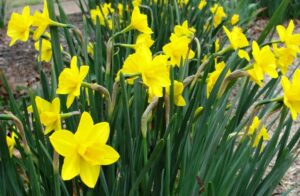 Sweetness Jonquil