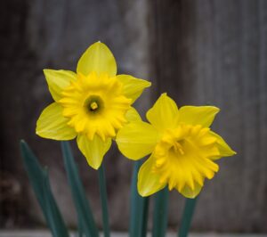 Gigantic Star Daffodil